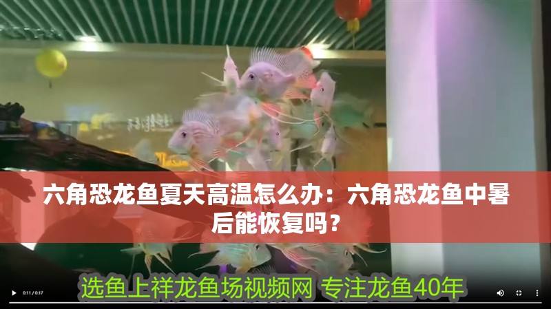 六角恐龍魚夏天高溫怎么辦：六角恐龍魚中暑后能恢復嗎？