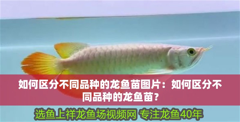 如何區(qū)分不同品種的龍魚(yú)苗圖片：如何區(qū)分不同品種的龍魚(yú)苗？