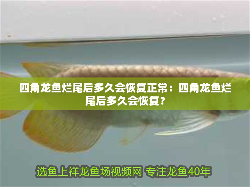 四角龍魚爛尾后多久會恢復正常：四角龍魚爛尾后多久會恢復？