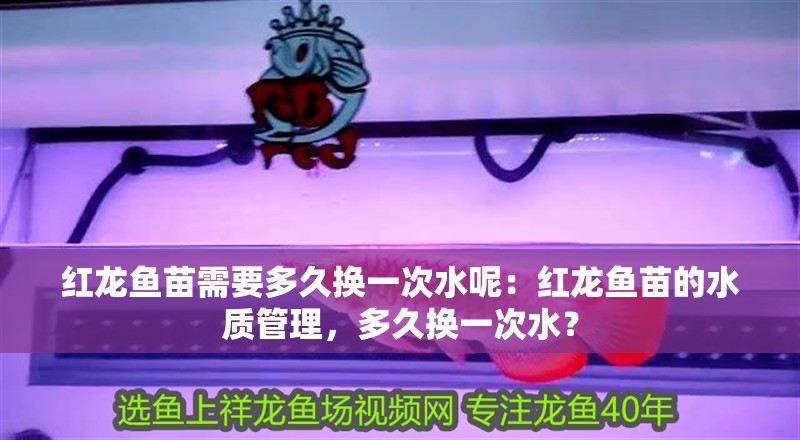 紅龍魚苗需要多久換一次水呢：紅龍魚苗的水質(zhì)管理，多久換一次水？