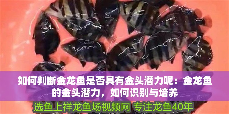 如何判斷金龍魚是否具有金頭潛力呢：金龍魚的金頭潛力，如何識別與培養