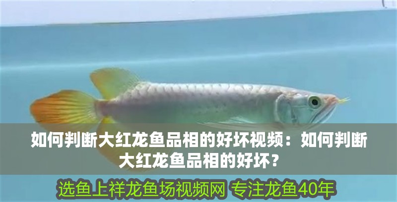 如何判斷大紅龍魚品相的好壞視頻：如何判斷大紅龍魚品相的好壞？