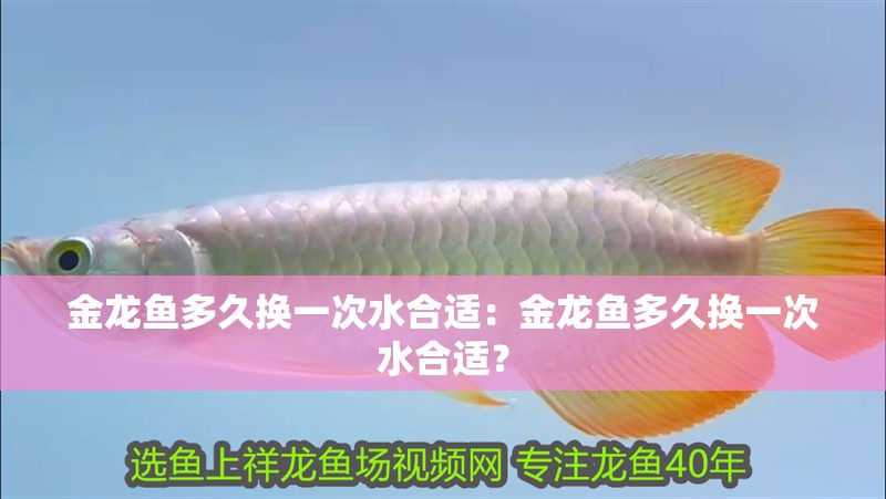金龍魚多久換一次水合適：金龍魚多久換一次水合適？