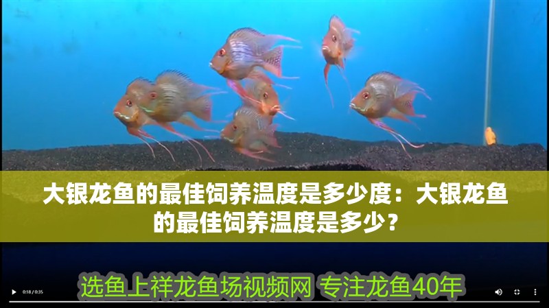 大銀龍魚的最佳飼養(yǎng)溫度是多少度：大銀龍魚的最佳飼養(yǎng)溫度是多少？