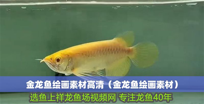 金龍魚繪畫素材高清（金龍魚繪畫素材）