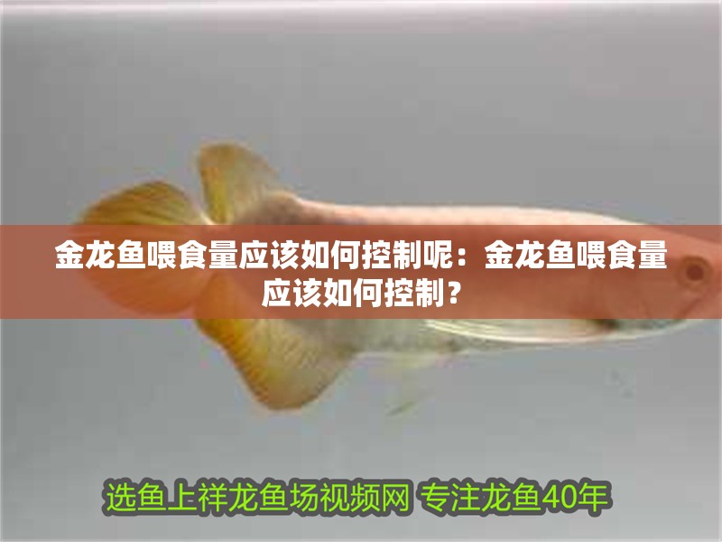 金龍魚喂食量應(yīng)該如何控制呢：金龍魚喂食量應(yīng)該如何控制？