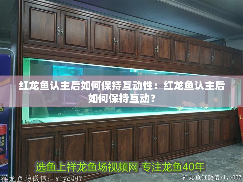 紅龍魚認主后如何保持互動性：紅龍魚認主后如何保持互動？