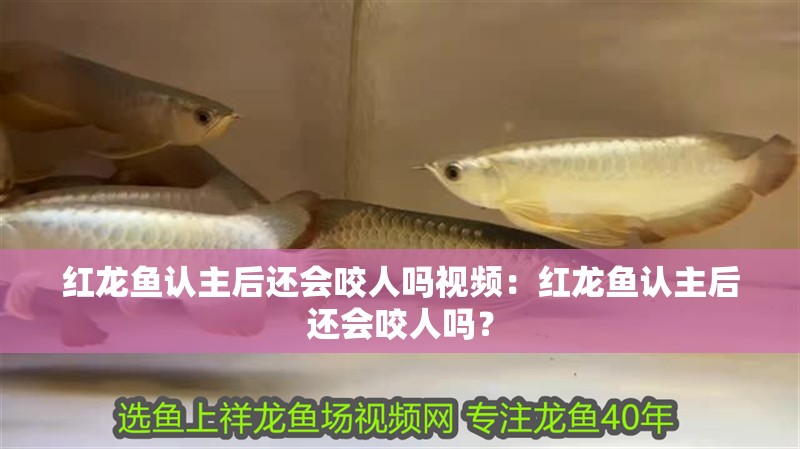 紅龍魚認主后還會咬人嗎視頻：紅龍魚認主后還會咬人嗎？