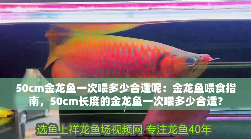 50cm金龍魚一次喂多少合適呢：金龍魚喂食指南，50cm長度的金龍魚一次喂多少合適？