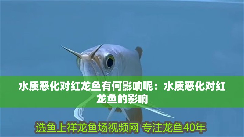 水質惡化對紅龍魚有何影響呢：水質惡化對紅龍魚的影響