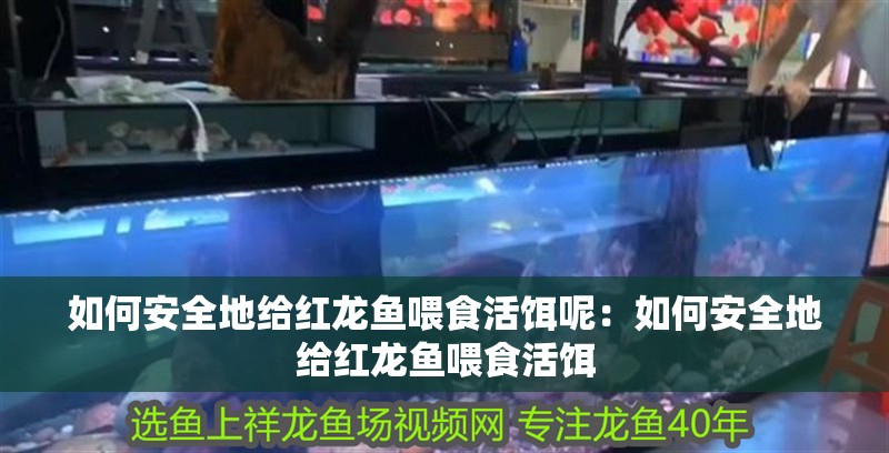 如何安全地給紅龍魚喂食活餌呢：如何安全地給紅龍魚喂食活餌