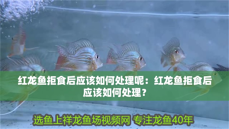 紅龍魚拒食后應該如何處理呢：紅龍魚拒食后應該如何處理？