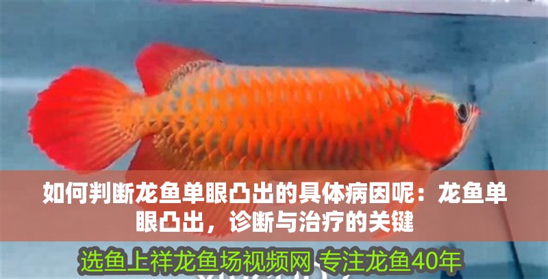 如何判斷龍魚單眼凸出的具體病因呢：龍魚單眼凸出，診斷與治療的關鍵