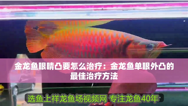 金龍魚眼睛凸要怎么治療：金龍魚單眼外凸的最佳治療方法