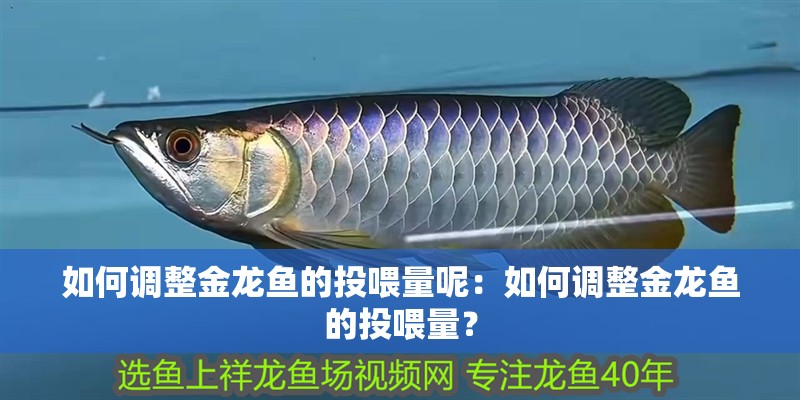 如何調整金龍魚的投喂量呢：如何調整金龍魚的投喂量？