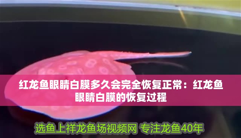 紅龍魚眼睛白膜多久會完全恢復正常：紅龍魚眼睛白膜的恢復過程
