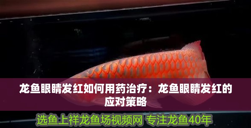 龍魚眼睛發紅如何用藥治療：龍魚眼睛發紅的應對策略