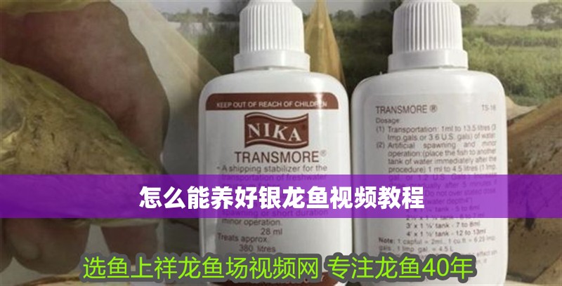 怎么能養(yǎng)好銀龍魚(yú)視頻教程