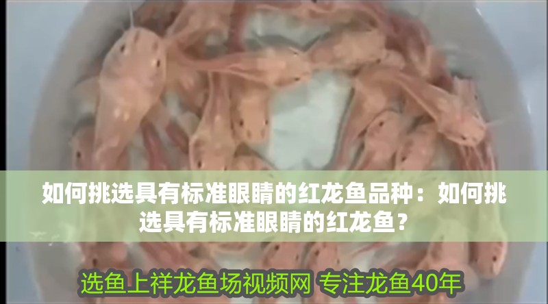 如何挑選具有標準眼睛的紅龍魚品種：如何挑選具有標準眼睛的紅龍魚？