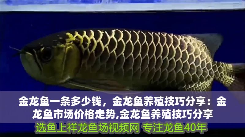 金龍魚一條多少錢，金龍魚養(yǎng)殖技巧分享：金龍魚市場(chǎng)價(jià)格走勢(shì),金龍魚養(yǎng)殖技巧分享