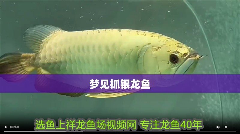 夢見抓銀龍魚