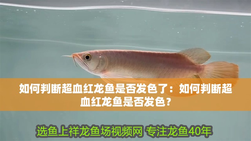 如何判斷超血紅龍魚是否發色了：如何判斷超血紅龍魚是否發色？