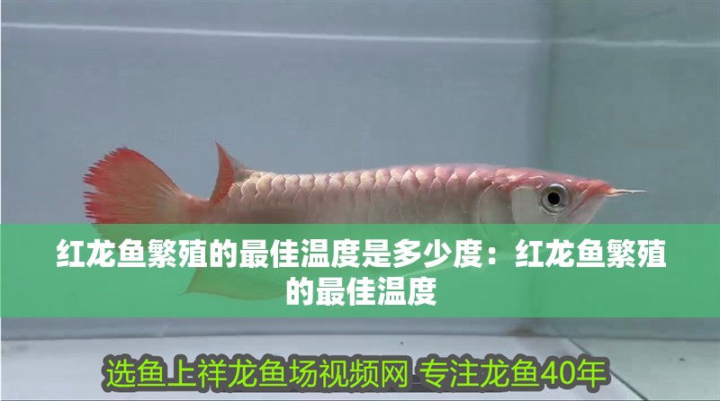 紅龍魚繁殖的最佳溫度是多少度：紅龍魚繁殖的最佳溫度