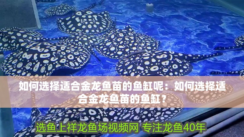 如何選擇適合金龍魚苗的魚缸呢：如何選擇適合金龍魚苗的魚缸？