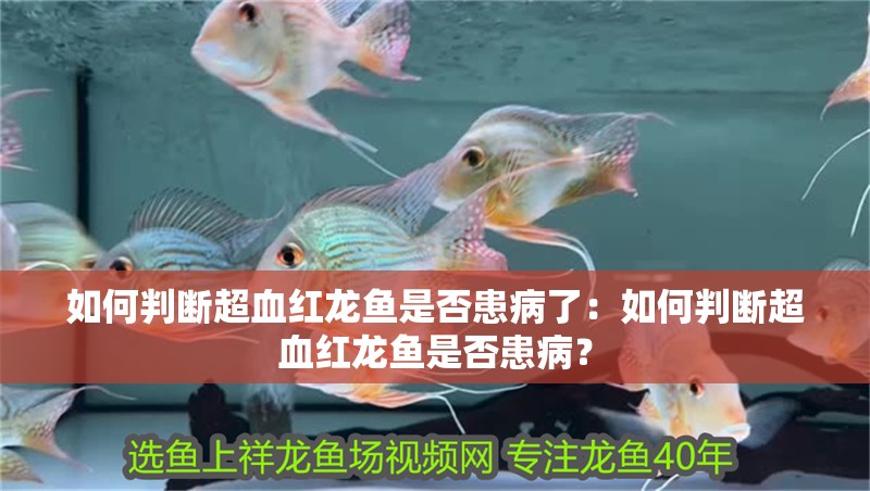 如何判斷超血紅龍魚是否患病了：如何判斷超血紅龍魚是否患病？