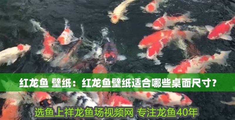 紅龍魚 壁紙：紅龍魚壁紙適合哪些桌面尺寸？