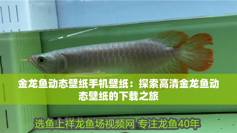 金龍魚動態(tài)壁紙手機(jī)壁紙：探索高清金龍魚動態(tài)壁紙的下載之旅