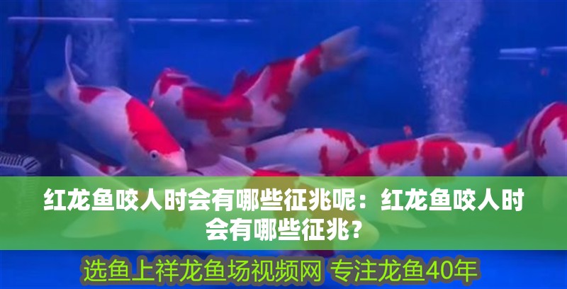 紅龍魚咬人時會有哪些征兆呢：紅龍魚咬人時會有哪些征兆？