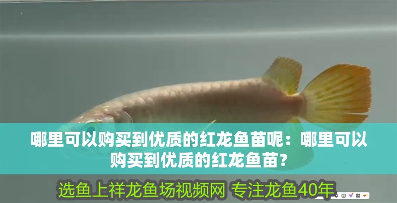 哪里可以購買到優質的紅龍魚苗呢：哪里可以購買到優質的紅龍魚苗？