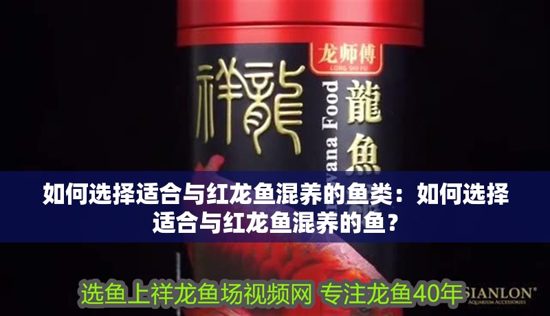 如何選擇適合與紅龍魚混養的魚類：如何選擇適合與紅龍魚混養的魚？