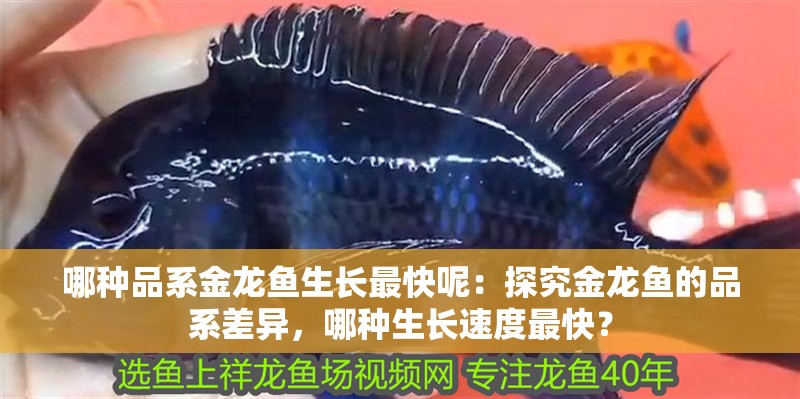哪種品系金龍魚生長最快呢：探究金龍魚的品系差異，哪種生長速度最快？