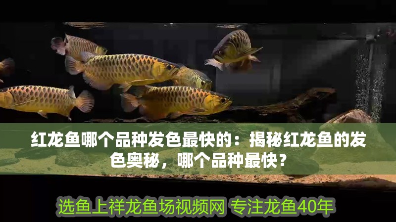紅龍魚哪個品種發色最快的：揭秘紅龍魚的發色奧秘，哪個品種最快？
