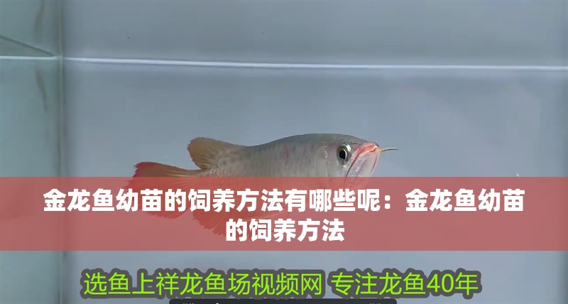 金龍魚幼苗的飼養(yǎng)方法有哪些呢：金龍魚幼苗的飼養(yǎng)方法