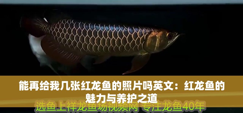 能再給我?guī)讖埣t龍魚的照片嗎英文：紅龍魚的魅力與養(yǎng)護(hù)之道