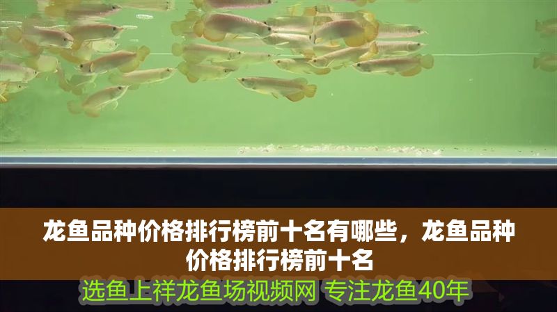 龍魚品種價格排行榜前十名有哪些，龍魚品種價格排行榜前十名