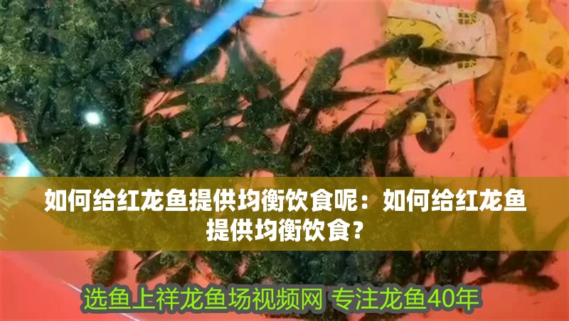 如何給紅龍魚提供均衡飲食呢：如何給紅龍魚提供均衡飲食？