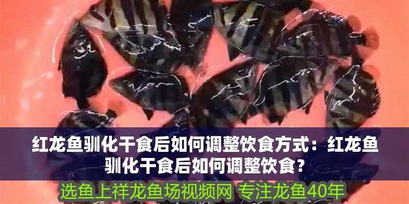 紅龍魚馴化干食后如何調(diào)整飲食方式：紅龍魚馴化干食后如何調(diào)整飲食？