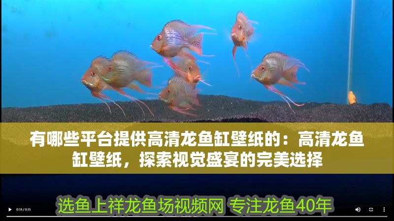 有哪些平臺提供高清龍魚缸壁紙的：高清龍魚缸壁紙，探索視覺盛宴的完美選擇