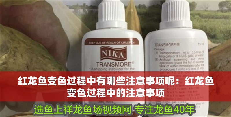 紅龍魚變色過程中有哪些注意事項(xiàng)呢：紅龍魚變色過程中的注意事項(xiàng)