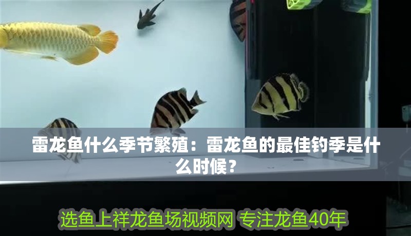 雷龍魚什么季節繁殖：雷龍魚的最佳釣季是什么時候？