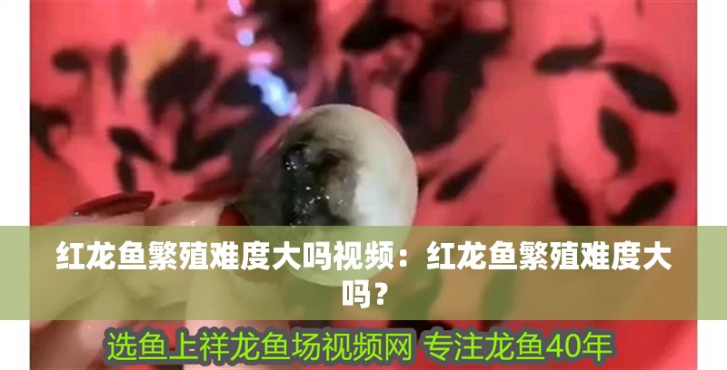 紅龍魚繁殖難度大嗎視頻：紅龍魚繁殖難度大嗎？