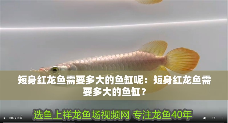 短身紅龍魚需要多大的魚缸呢：短身紅龍魚需要多大的魚缸？