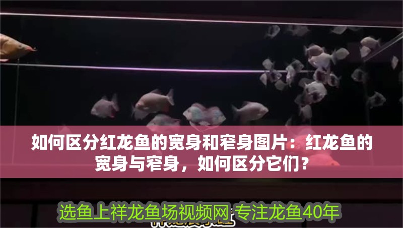 如何區(qū)分紅龍魚(yú)的寬身和窄身圖片：紅龍魚(yú)的寬身與窄身，如何區(qū)分它們？