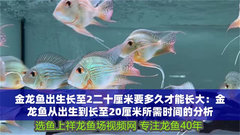 金龍魚出生長至2二十厘米要多久才能長大：金龍魚從出生到長至20厘米所需時間的分析