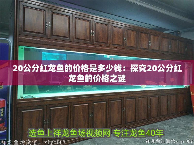 20公分紅龍魚的價格是多少錢：探究20公分紅龍魚的價格之謎