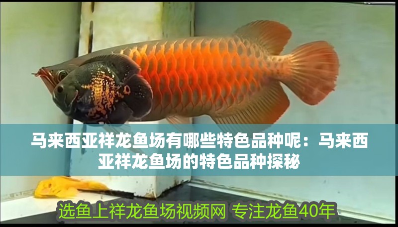 馬來西亞祥龍魚場(chǎng)有哪些特色品種呢：馬來西亞祥龍魚場(chǎng)的特色品種探秘